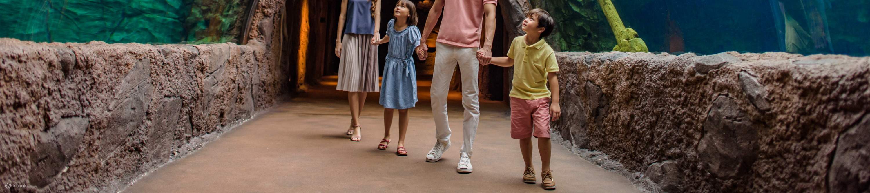 Make friends with the Giant River Otters